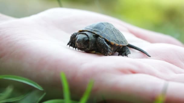 Close up of baby turtle — Stock Video