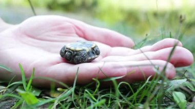 Bebek kaplumbağa yakın çekim