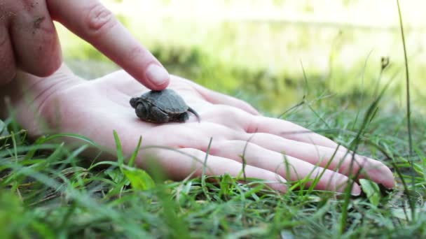 Primer plano de la tortuga bebé — Vídeo de stock