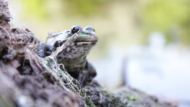 Річка жаба на березі — стокове відео