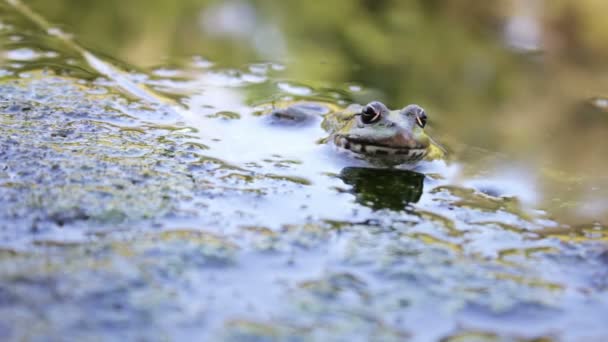 Řeka žába na břehu — Stock video