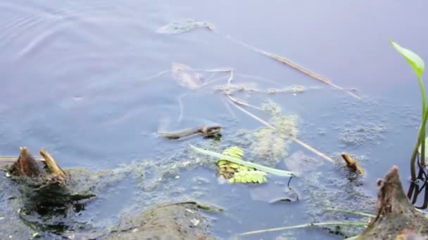 Serpiente flotando en el río — Vídeo de stock