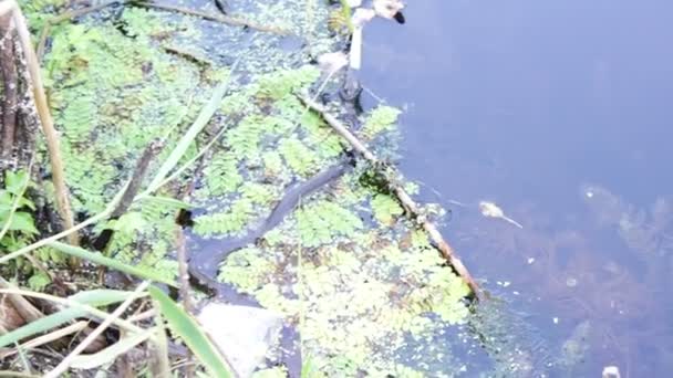 Змея, плавающая в реке — стоковое видео