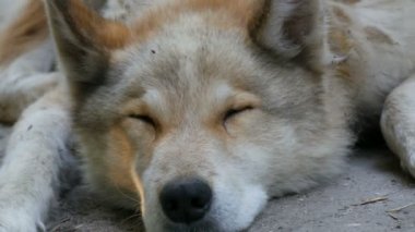 İlginç, komik bir köpek yazın beyaz kürklü bir kurda benzer.