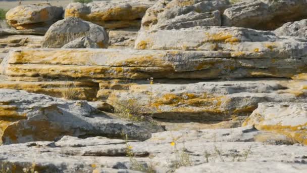 Enormes rocas del monumento mundialmente famoso y lugar sagrado de los pueblos antiguos Kamyana Mohyla o tumba de piedra en la reserva histórica en Ucrania. Decorado con petroglifos. Tumba de piedra — Vídeo de stock