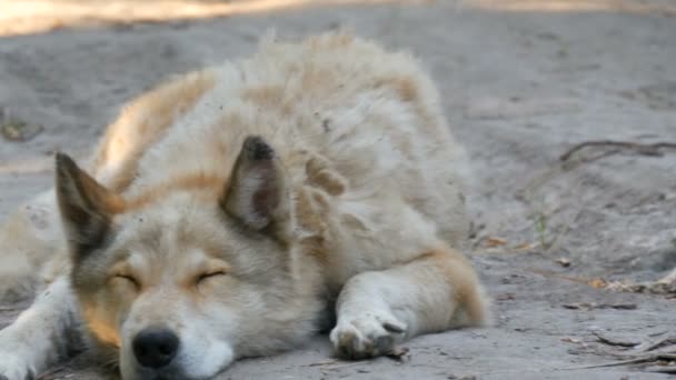 Een interessante grappige hond ziet eruit als een wolf met witte vacht ligt op de grond in de zomer — Stockvideo