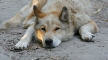 İlginç, komik bir köpek yazın beyaz kürklü bir kurda benzer.