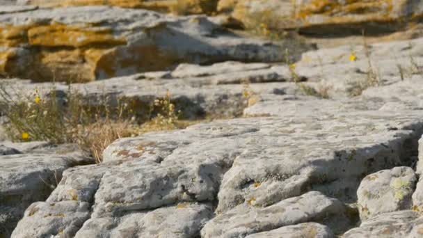 Riesige Felsbrocken des weltberühmten Denkmals und heiligen Ortes der alten Menschen Kamyana Mohyla oder Steingrab im Historischen Reservat in der Ukraine. Dekoriert mit Felszeichnungen. Steinernes Grab — Stockvideo