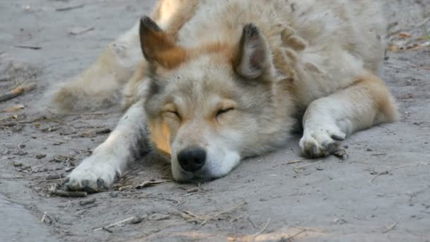 Een interessante grappige hond ziet eruit als een wolf met witte vacht ligt op de grond in de zomer — Stockvideo