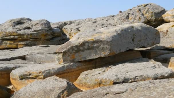 Huge boulders of the world famous monument and sacred place of ancient people Kamyana Mohyla or Stone Grave in Historical Reserve in Ukraine. Decorated it with petroglyphs. Stone Tomb — Stock Video