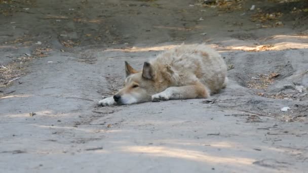 Een interessante grappige hond ziet eruit als een wolf met witte vacht ligt op de grond in de zomer — Stockvideo