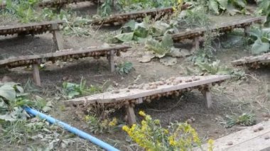 Tahta tahtaların altındaki salyangoz çiftliğinde çok sayıda salyangoz, bol miktarda protein ve kozmetolojide kullanışlı mukus içeren bir lezzet. Salyangozların yetiştiği tarla, tahtalar hayvanları güneşten korur.
