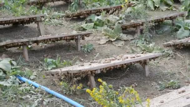 A large number of snails on a snail farm under wooden boards, a delicacy with a large amount of protein and useful mucus in cosmetology. Field where snails are grown, boards protect animals from sun — Stock Video