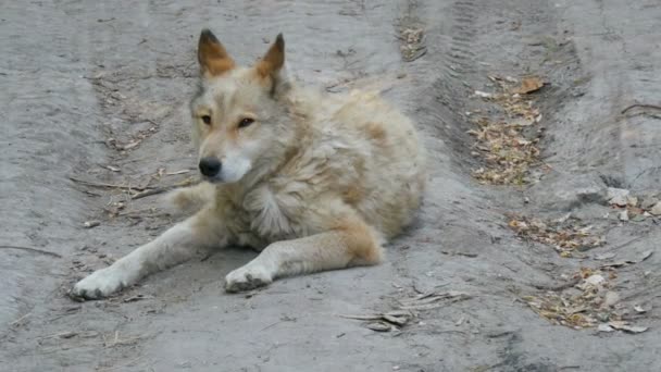 Een interessante grappige hond ziet eruit als een wolf met witte vacht ligt op de grond in de zomer — Stockvideo