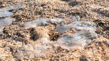 Denize yakın kumsalda bir sürü ölü deniz beyaz denizanası.