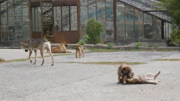 Evsiz anne köpek ve baba köpek. Sokakta yavrularla çevrili. — Stok video