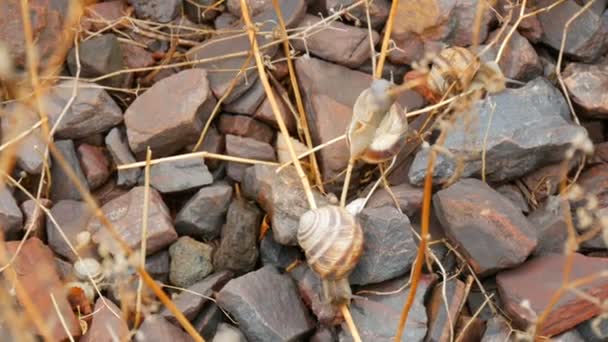 Eine Weinbergschnecke kriecht an einem Herbsttag über die Steine — Stockvideo