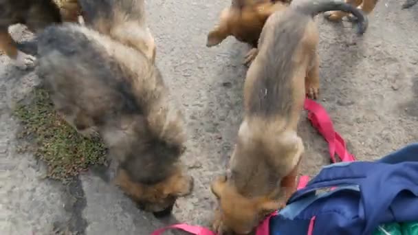 Cachorros pequenos engraçados do cão que jogam com a mochila das mulheres marchando ou um saco na rua — Vídeo de Stock