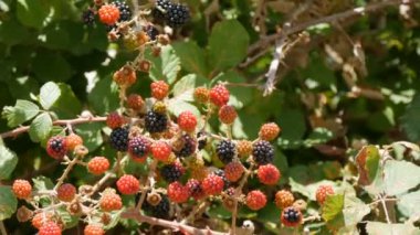 Bir yaz günü çalılıklarda yeşil ve olgun böğürtlenler
