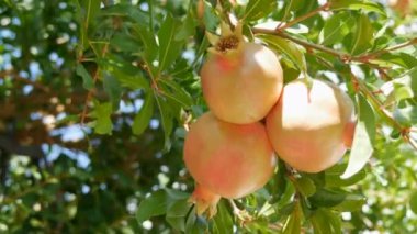 Yazın ağaçtaki yeşil, vahşi bir nar meyvesi.