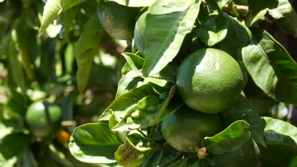 Зеленые лимоны на дереве. Лимоны на фоне зеленого листа — стоковое видео