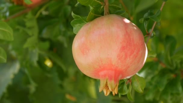 Frutto di un giovane melograno selvatico verde sull'albero in estate — Video Stock