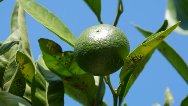 Ovoce mladé zelené divoké vápno na stromě v létě proti modré obloze pozadí — Stock video