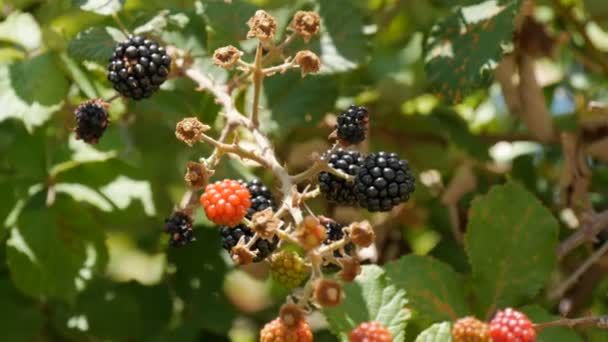 Grüne und reife Brombeeren am Strauch an einem Sommertag — Stockvideo