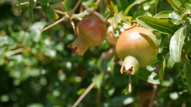 Frutto di un giovane melograno selvatico verde sull'albero in estate — Video Stock