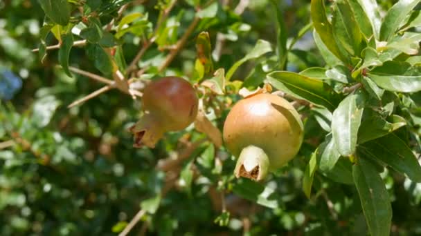 Ovoce mladé zelené divoké granátové jablko na stromě v létě — Stock video