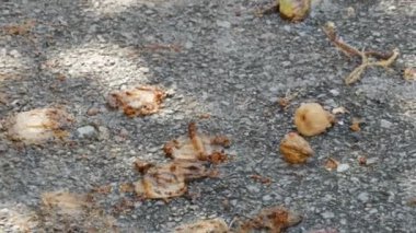 Devrilmiş bir ağaçta çürümüş incirler