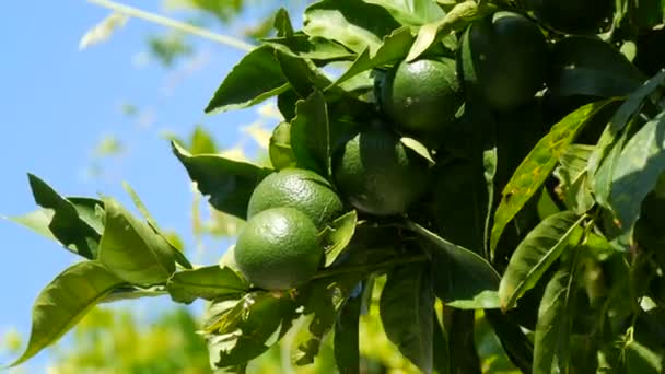 Плоды молодой зеленой дикой липы на дереве летом на голубом фоне неба — стоковое видео