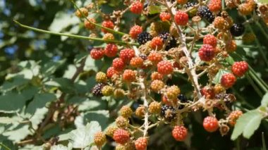 Bir yaz günü çalılıklarda yeşil ve olgun böğürtlenler