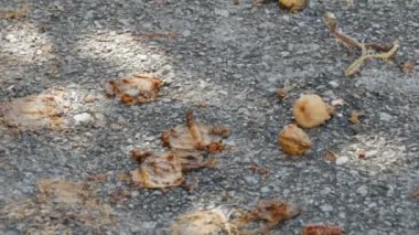 Devrilmiş bir ağaçta çürümüş incirler