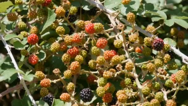 Groene en rijpe bramen op een bosje op een zomerdag — Stockvideo