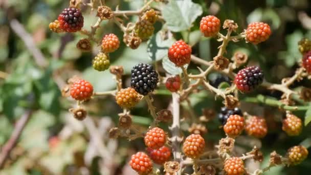 Grüne und reife Brombeeren am Strauch an einem Sommertag — Stockvideo