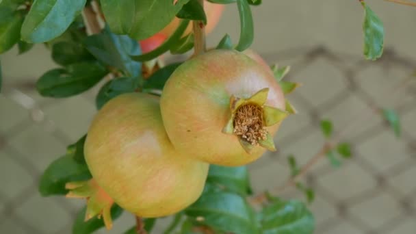 Fruit d'une jeune grenade sauvage verte sur l'arbre en été — Video