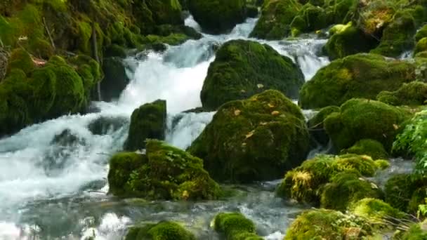 Pazzamente bello pittoresco fiume di montagna Bistrica in Montenegro scorre su massi di pietra ricoperti di muschio verde — Video Stock