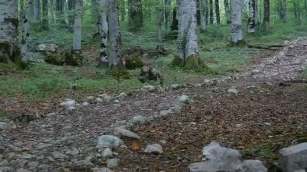 Karadağ 'daki Lovcen Ulusal Parkı, ormandaki eski ağaçlar yosun ve orman patikalarıyla kaplı. — Stok video