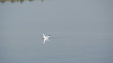 Bir fildişi martı açgözlülükle tuz gölünün kıyısında