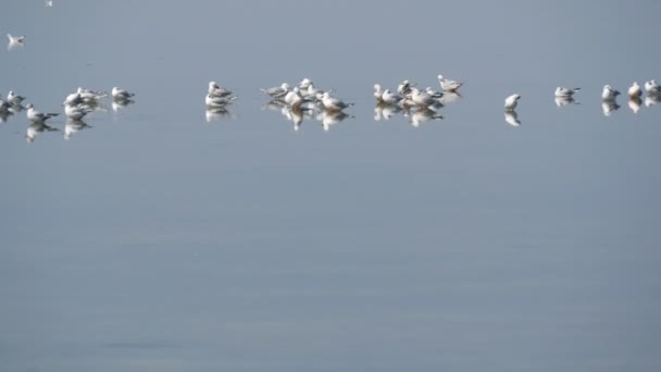 Un gregge di gabbiani avidi sulla riva di un lago salato — Video Stock