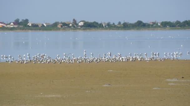 Una bandada de gaviotas de marfil sentadas en la orilla de un lago salado — Vídeo de stock