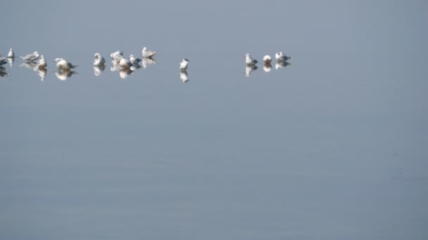 Um bando de gaivotas de marfim gananciosamente na margem de um lago salgado — Vídeo de Stock