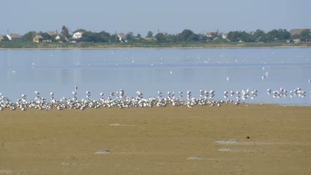 一群象牙海岸上坐着一群象牙海岸的海鸥 — 图库视频影像