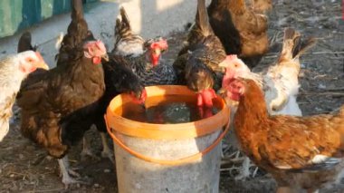 Bir tavuk ve horoz sürüsü bir çiftlikte kova su içer.