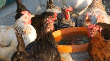 Bir tavuk ve horoz sürüsü bir çiftlikte kova su içer.