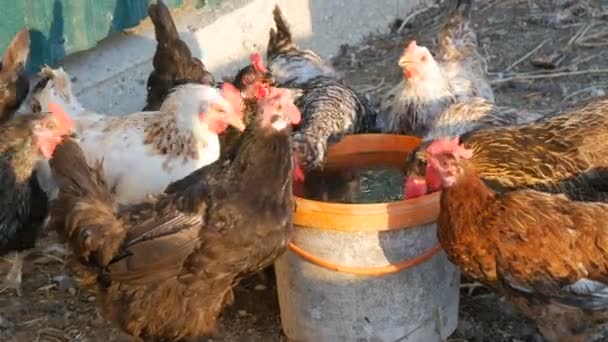 Eine Herde Hühner und Hähne trinken Eimerwasser auf einem Bauernhof — Stockvideo