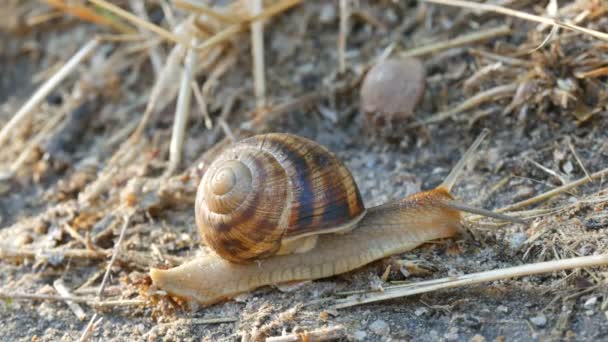 A big grape snail crawls on the ground with a long mustache in the early morning — Stock Footage A big grape snail crawls on the ground with a long mustache in the early morning Stock Footage