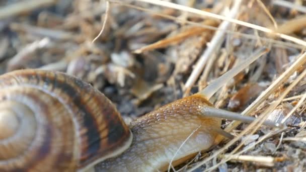 Een grote druivenslak kruipt op de grond met een lange snor in de vroege ochtend close-up zicht — Stockvideo