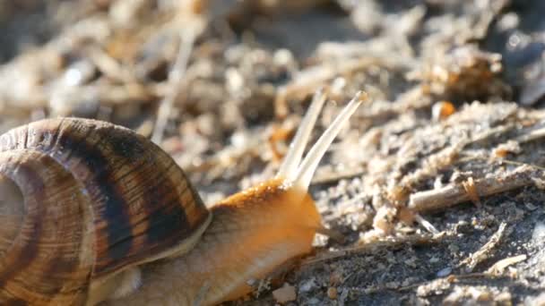 A big grape snail crawls on the ground with a long mustache in the early morning close up view — Stock Footage A big grape snail crawls on the ground with a long mustache in the early morning close up view Stock Video
